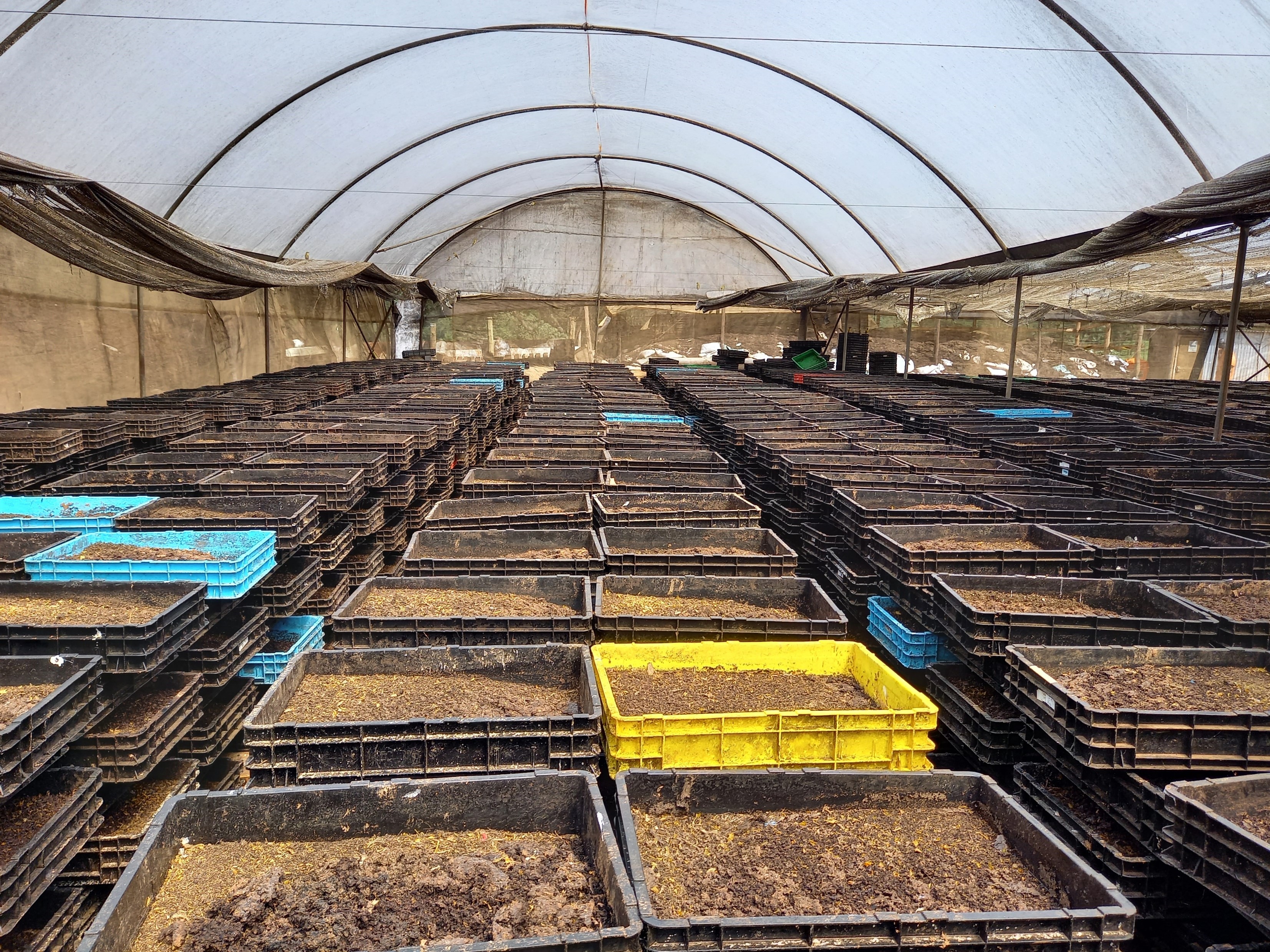 BSF farming facility