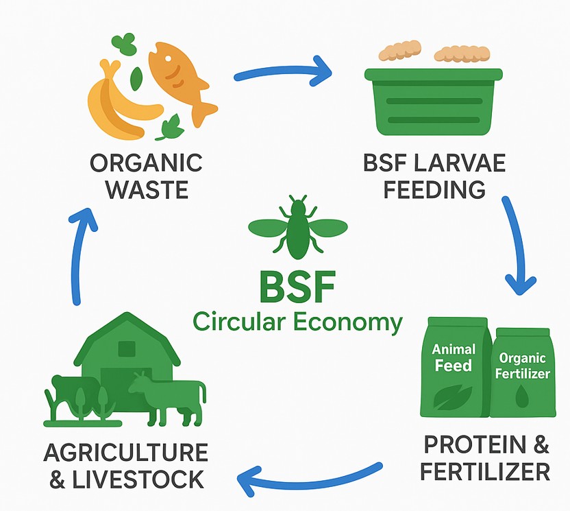 BSF Circular Economy Diagram