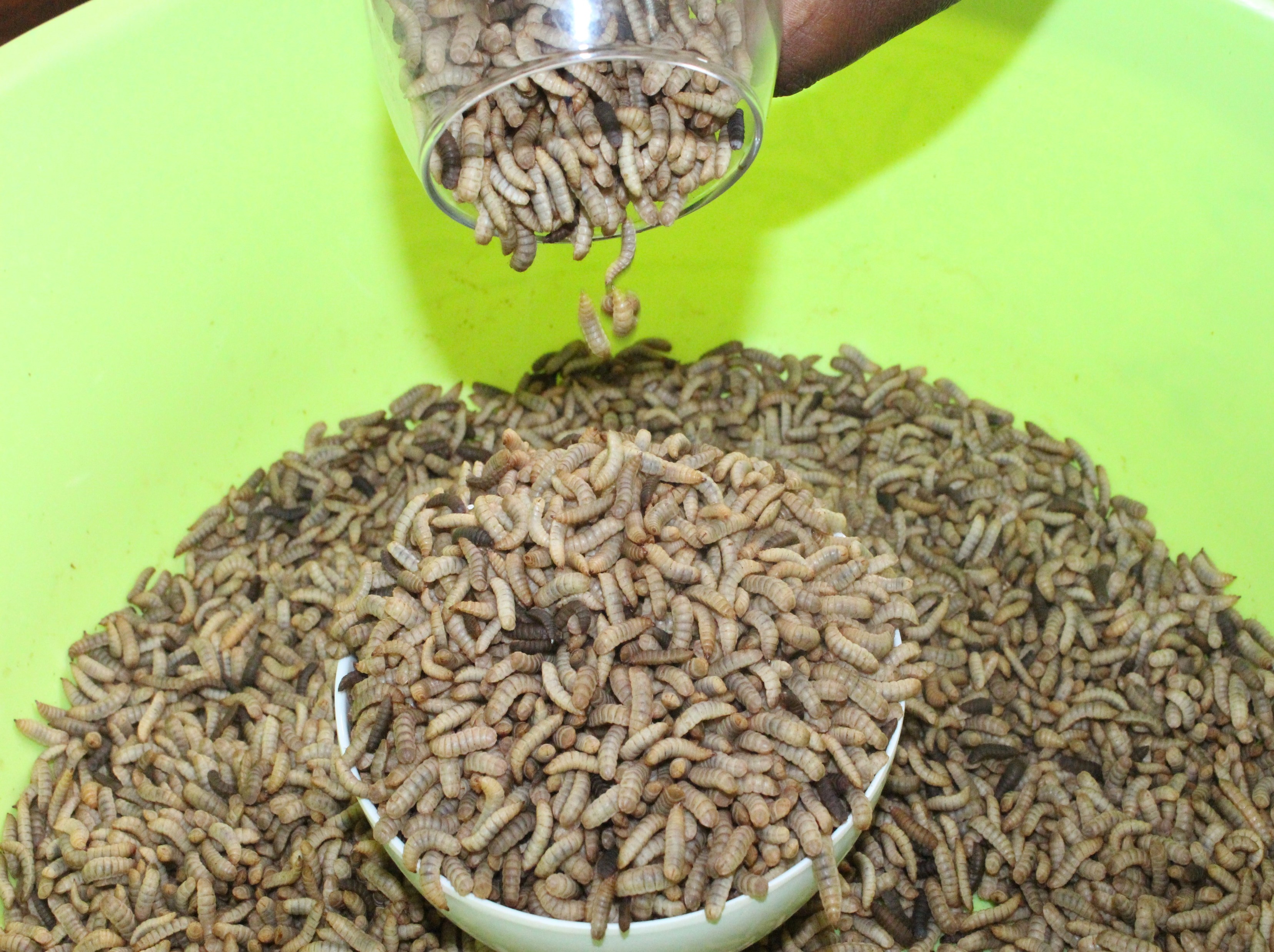 Black Soldier Fly Research